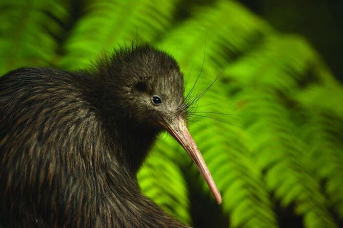 Twilight Wild Kiwi Bird Encounter Private Tour - Entering Tāwharanui at twilight: the main reason this tour works